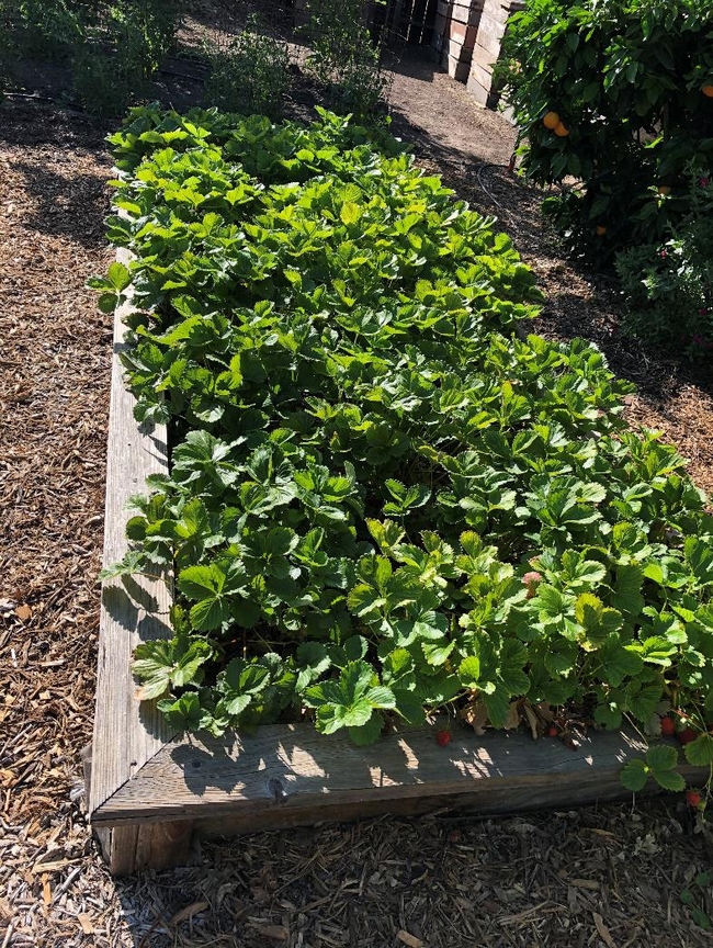 Strawberries in a raised bed.