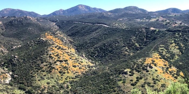 Chaparral shrubs on north facing slopes, dry grasses and annuals on south facing slopes https://calscape.org/planting-guide.php