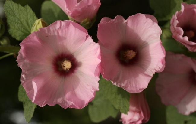 A Pink Hollyhock at the author's home