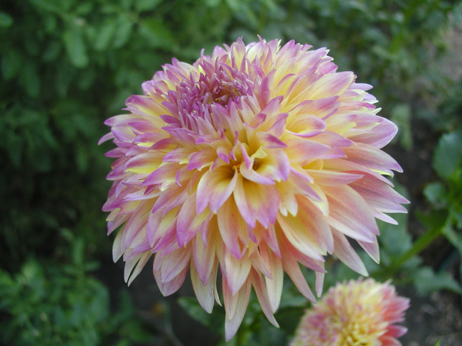 'September Morn' is one of 64,000 dahlias in the world