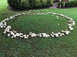Mycelium in the Garden