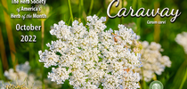 October 2022 HOM Caraway for Garden Notes Blog