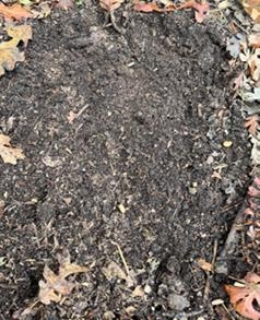 Oak Leaf Compost
