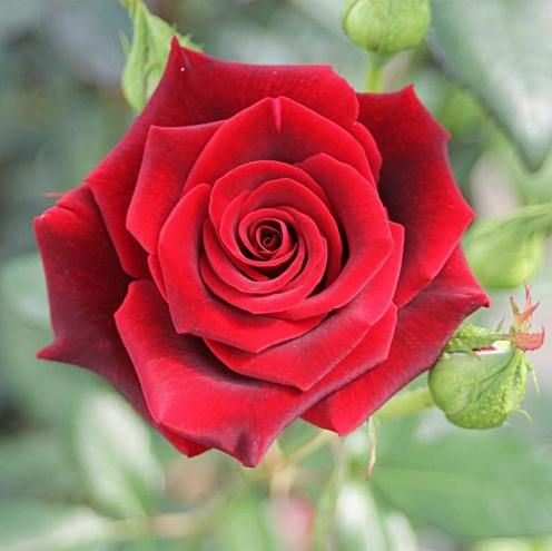 ‘Black Magic' rose (picture courtesy of Florabundance)