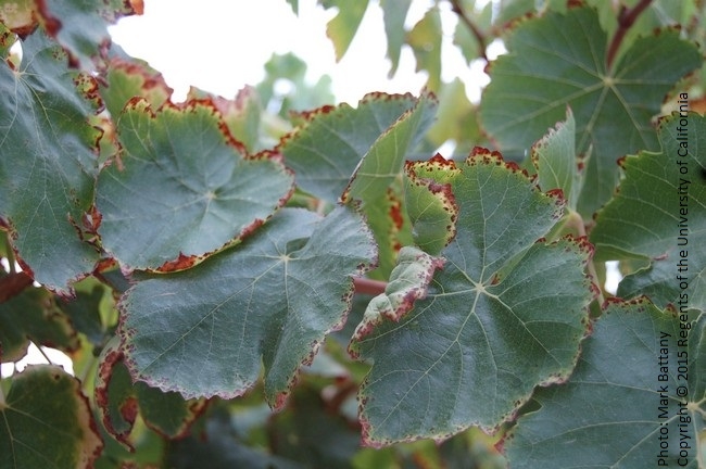 Boron toxicity can lead to spotting symptoms in the leaf margins.