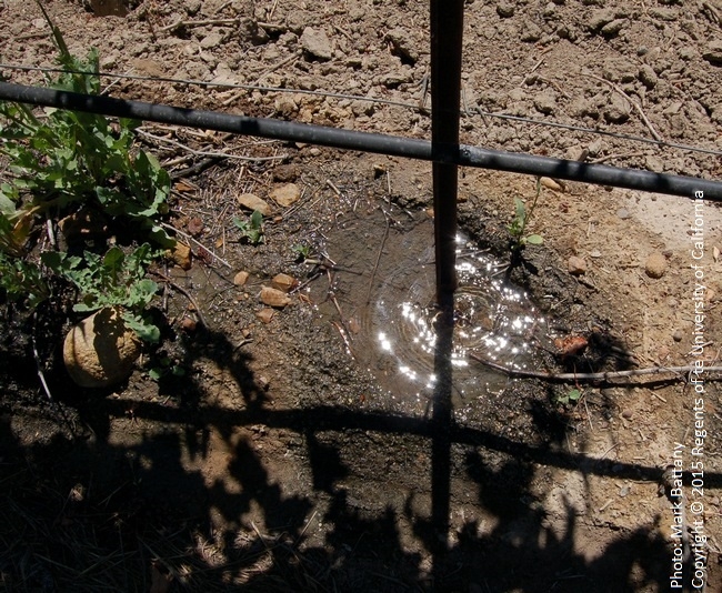 High sodium reduces infiltration rates; ponding of water beneath an emitter is often the sign of a sodium-impacted soil.