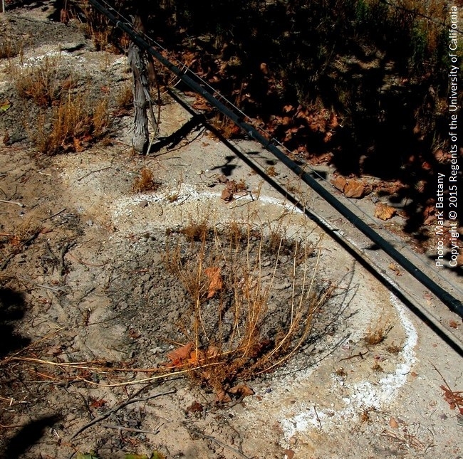 Soils impacted by sodium are often dark, as the organic matter floats to the surface in the dispersed soil. The outer white ring is formed by calcium, in this case from earlier gypsum applications.