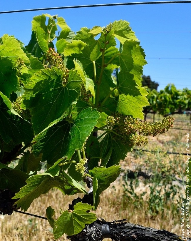 Figure 7. Water-stressed Chardonnay at bloom, with very limited foliage. The shoot tips have nearly stopped growing.