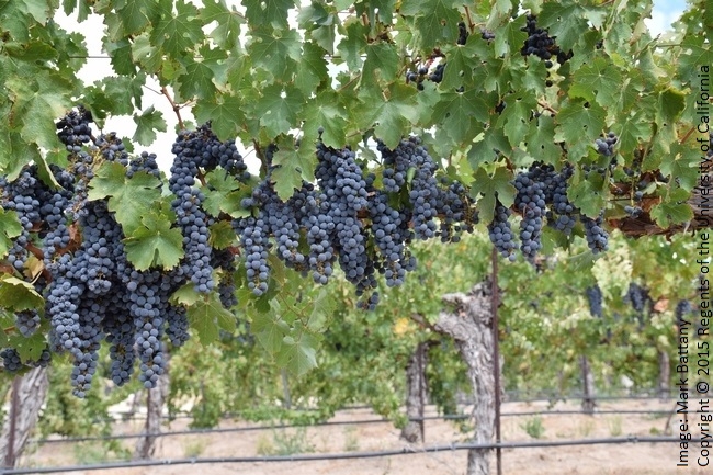 Figure 8. Cane-pruned Cabernet Sauvignon may have benefitted from a less-uniform bloom period.
