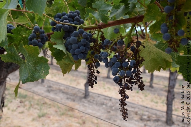 Figure 1. Very poorly set first crop (right) and normal second crop (left). Cabernet Sauvignon in Paso Robles.