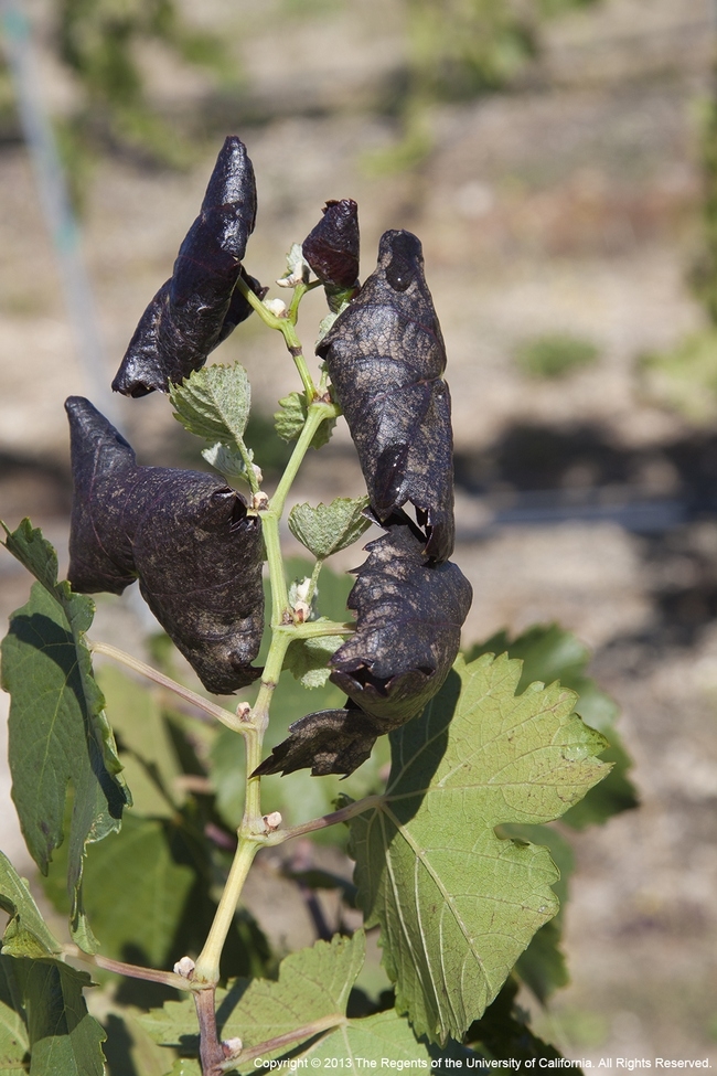 Figure 3. Shoot girdling by the Threecornered Alfalfa Hopper leading to symptoms suggestive of leafroll.