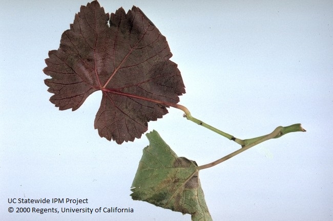 Figure 2. Girdling damage from the Threecornered Alfalfa Hopper can lead to red leaf symptoms. Image source: Jack Kelly Clark