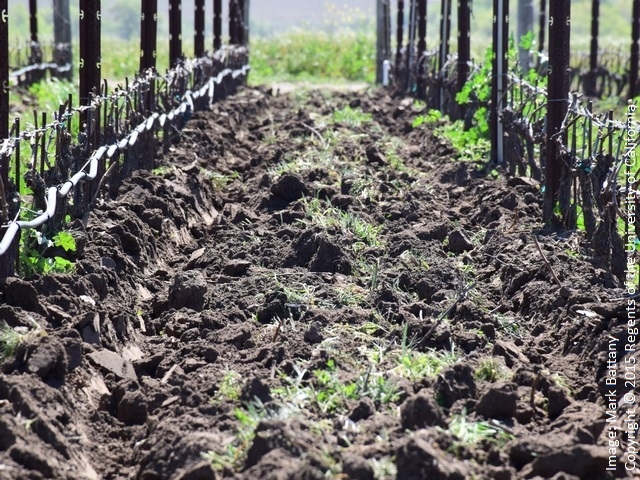 Figure 3. The canes on these low-trained vines are a little over a foot above the ground surface; they will much more prone to frost damage if the cover crop is not tilled under.