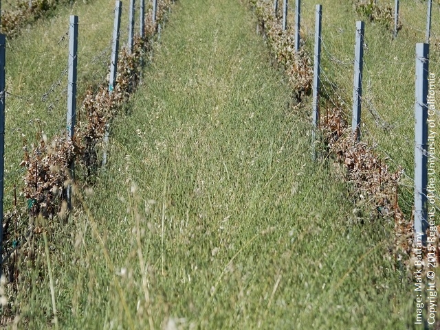 Figure 4. The very tall and dense cover crop in this vineyard effectively brought the cold temperatures up to the sensitive shoots, leading to this damage in late June..