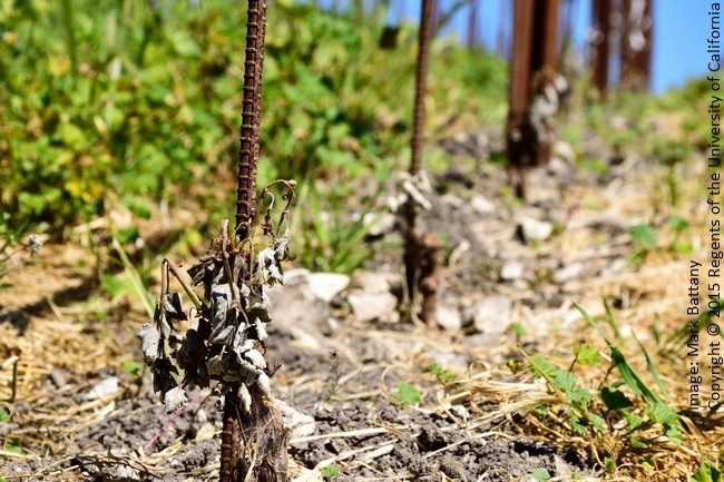 Figure 6. Frost damage to second leaf vines; the very low height of the sensitive tissues and influence of the heavy cover crop puts these vines at higher risk.