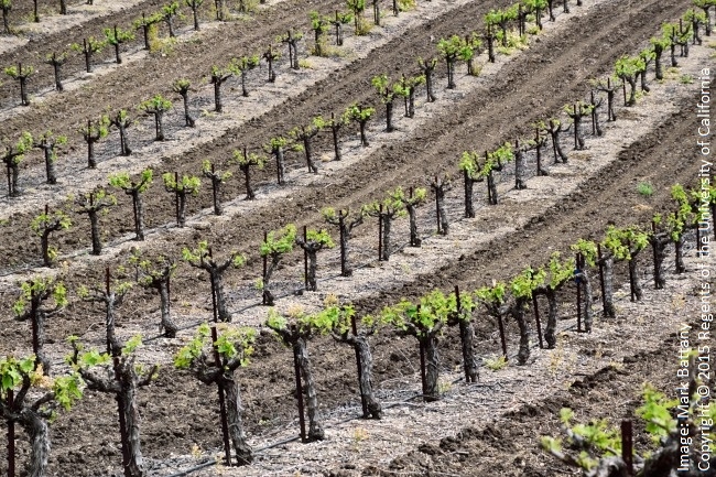 Figure 1. The bare soil in this vineyard will effectively store heat from the sun during the day and release it back at night.