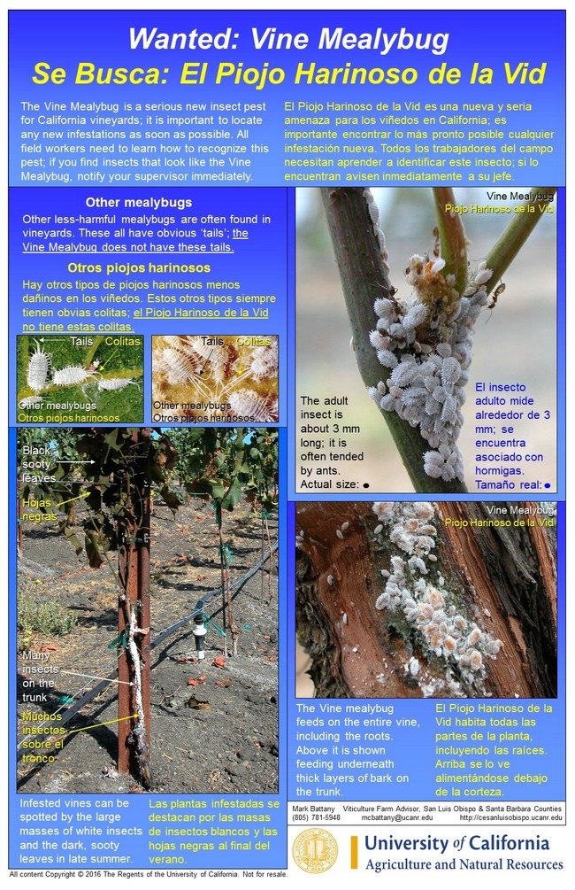 Figure 4. UCCE Bilingual Vine Mealybug Poster; the laminated poster measures 11