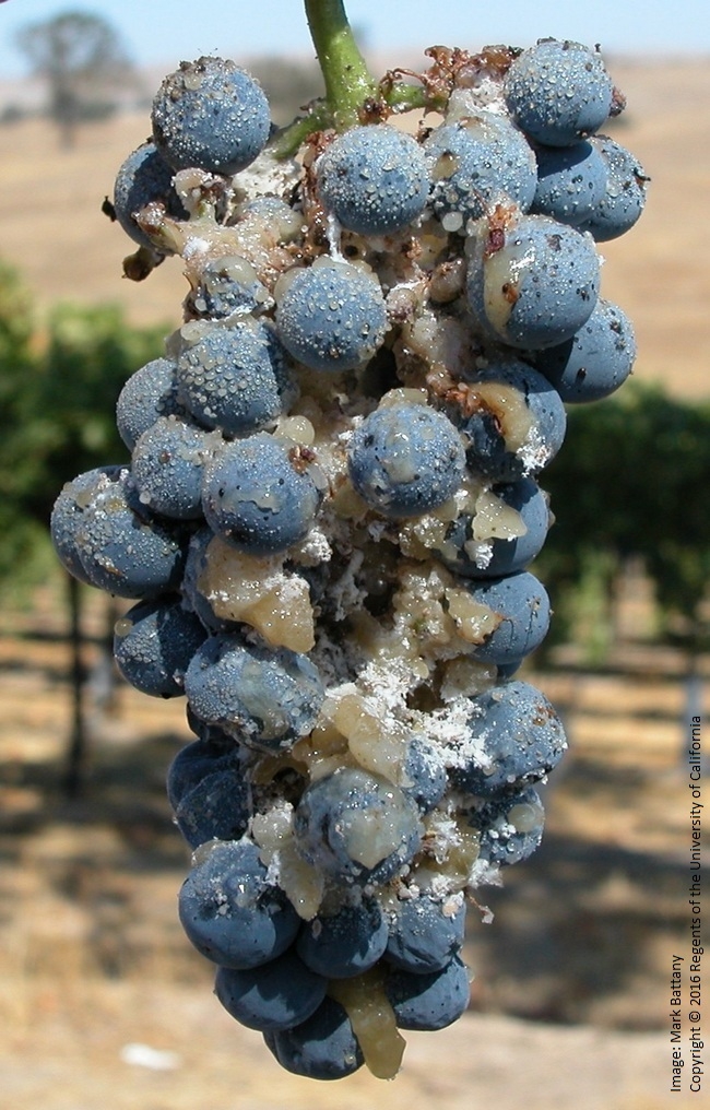 Figure 1. Cabernet Sauvignon cluster heavily infested with vine mealybug, whose feeding activity has produced the sticky honeydew.