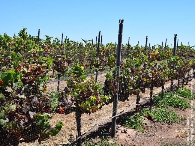 Figure 2. The consequences of a heavy population of vine mealybug. The pest effectively spread leaf roll virus throughout this Pinot Noir vineyard, which went from producing award-winning wines to having unsalable fruit in a decade.