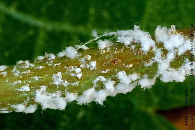 Figure 4. Grape petiole showing scars from egg insertion by planthoppers. The white waxy filaments were also deposited at egg laying by the female planthopper.