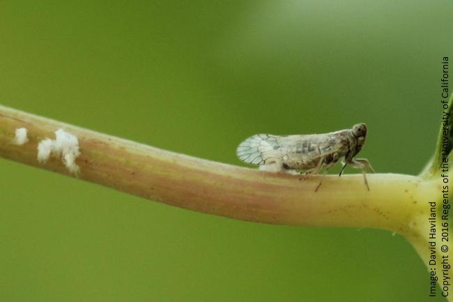 Figure 2. Planthopper female laying eggs on a grape leaf petiole