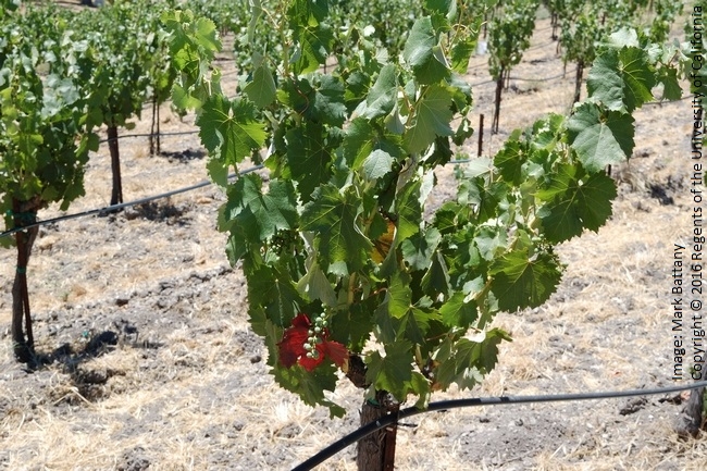 Figure 4. The single red leaf on this vine is a symptom of petiole girdling by a hopper insect.
