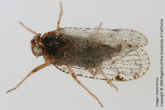 Figure 5. Cixius cultus planthopper which has been identified on grapevines in the North Coast.
