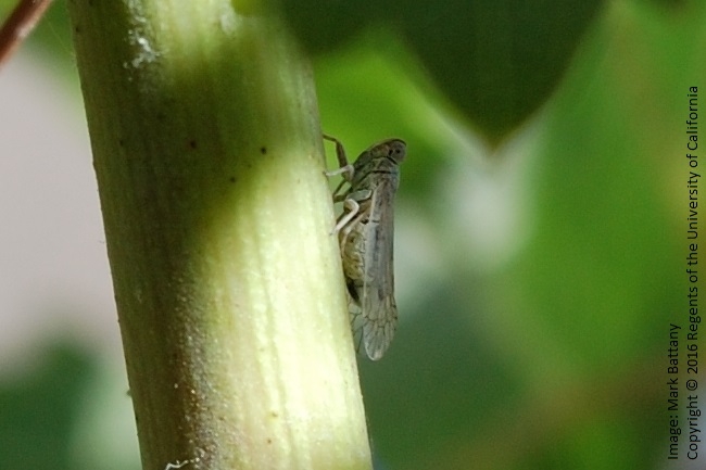 Figure 3. A planthopper at a site in San Luis Obispo County in July 2016. The adult measures about 3/16