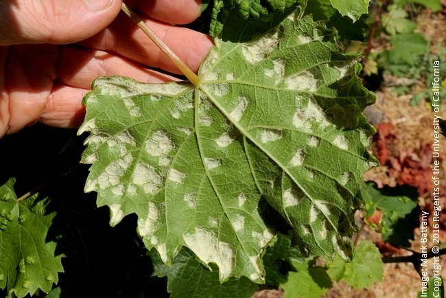 Figure 2. Distinct white color of the underside of the galls in the early summer.