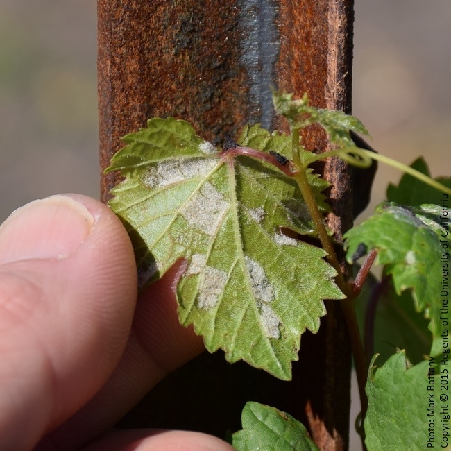 Figure 3. Erineum Mite infestation on the newest leaves of a first-year vine.