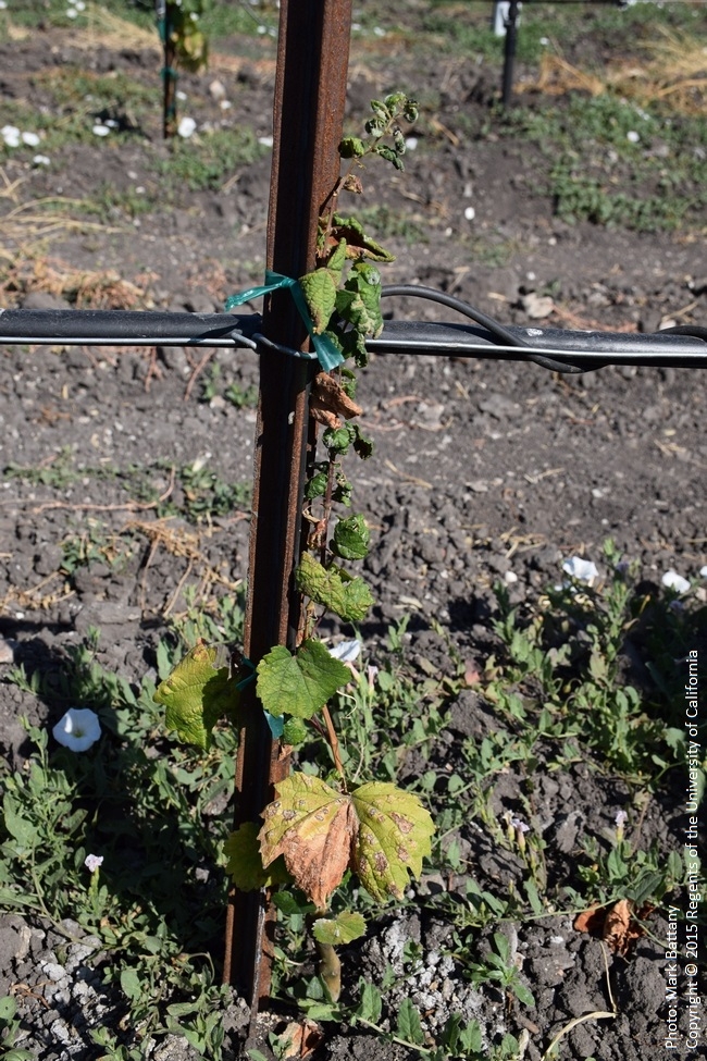 Figure 4. A first year vine suffering defoliation due to a heavy Erineum Mite infestation.