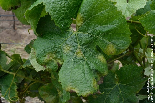 Figure 1. Downy Mildew infections create yellow patches on the upper side of the leaves.