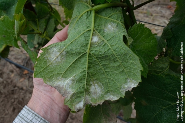 Figure 2. Downy Mildew is visible as fluffy white patches on the underside of the leaves.