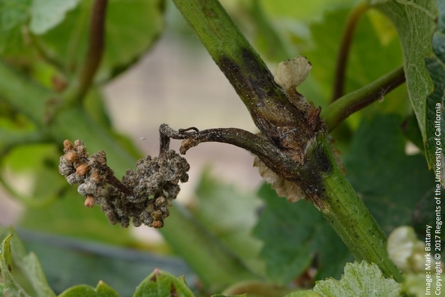 Figure 3. A flower cluster at bloom heavily damaged by Downy Mildew.