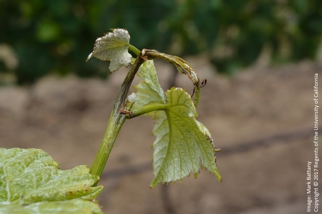 Figure 4. Downy Mildew infection of the shoot tip.