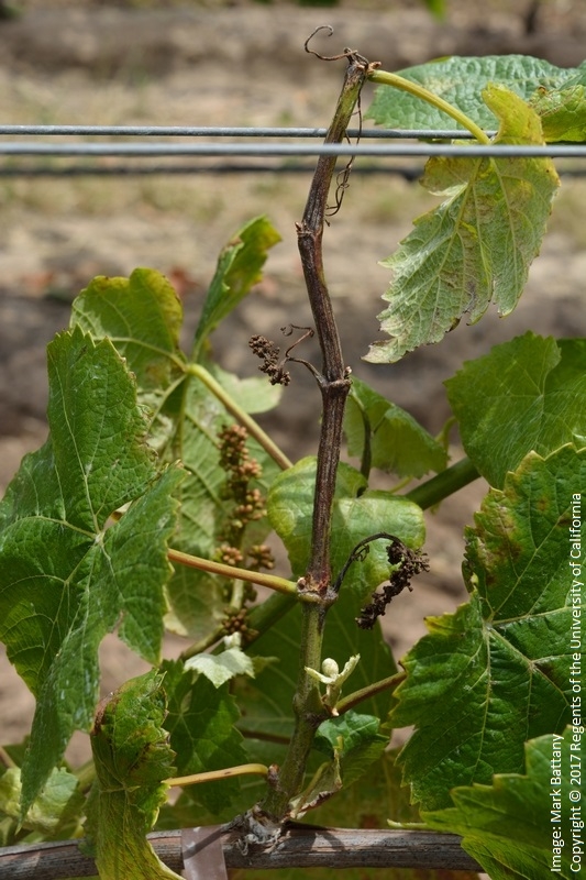 Figure 5. Downy mildew infection of an entire shoot.