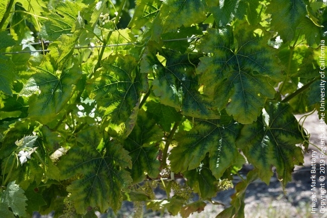 Figure 1. Cabernet Sauvignon in SLO County with magnesium deficiency symptoms.