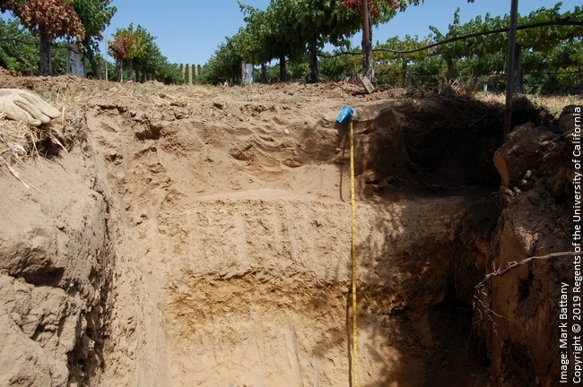 Figure 3. This hardpan layer became evident when irrigation volumes were increased, and vines subsequently collapsed.