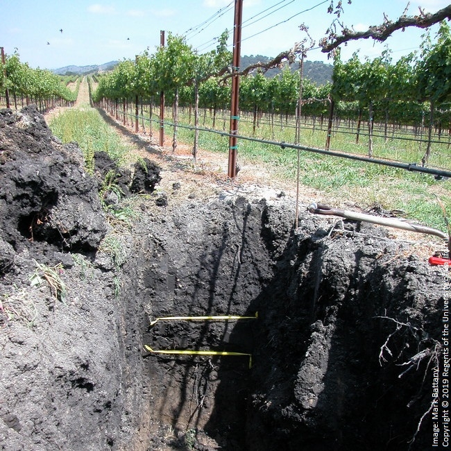 Figure 4. This thin layer of clay (between the ribbons) was an effective barrier to water infiltration.