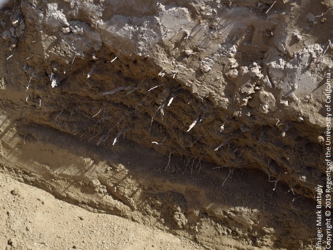 Figure 5. A stratified soil, with a finer textured layer overlying a coarser textured layer. The roots are all in the finer textured layer, because moisture rarely passes to the layer below. A heavy irrigation will saturate the finer textured layer, impacting root function.