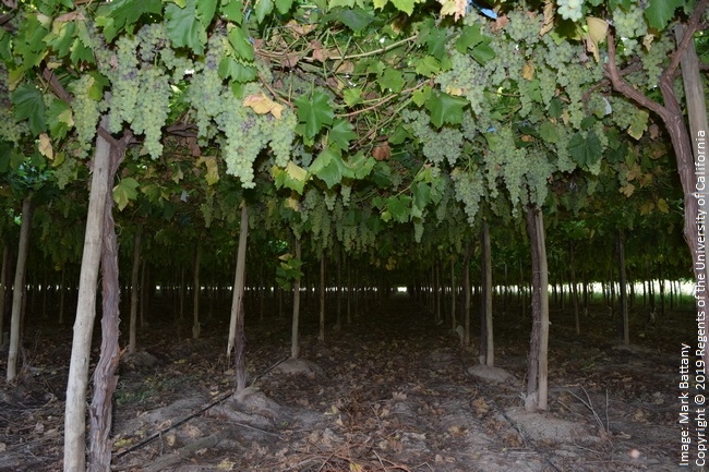 Figure 10. A raisin grape vineyard in Argentina affected by excessive nitrogen fertilizer; the resulting extremely dense canopy had almost no light penetration and very little ventilation, resulting in a total crop loss due to powdery mildew. This image was taken during the daytime.