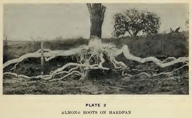Figure 2. Local farmers a century ago learned about the limitations of hardpans with dryfarmed perennial crops. The same soils present challenges for irrigated production due to poor infiltration.