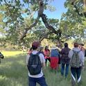 Tribal community members participating in the California Tribal Naturalist Course visit UC Blue Oak Ranch (Chitcomini ’Árweh Wallaka-tka) within the Thámien Ohlone (San Francisco Bay Costanoan) speaking territory. Photo by Adina Merenlender