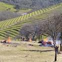 UCCE advisors will discuss strategies for preparing farm land and structures to resist wildfire in May 21 webinar. Brush burned at Napa County vineyard. Photo by Tori Norville