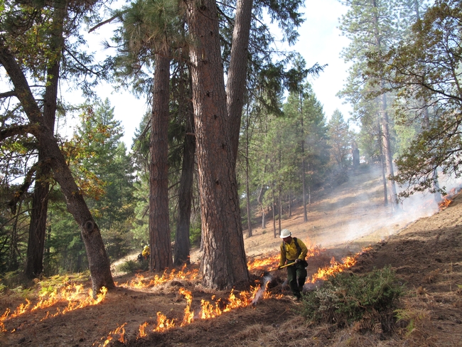 Two people in yellow protective gear manage a prescribed burn among tall conifers.