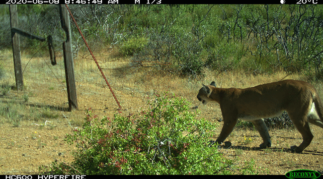 A mountain lion strides past a barbed wire fence