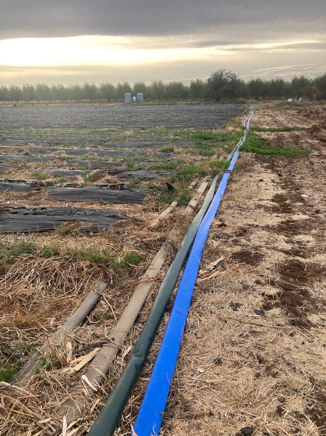 Blue and black plastic irrigation pipes line the edge of a crop field.