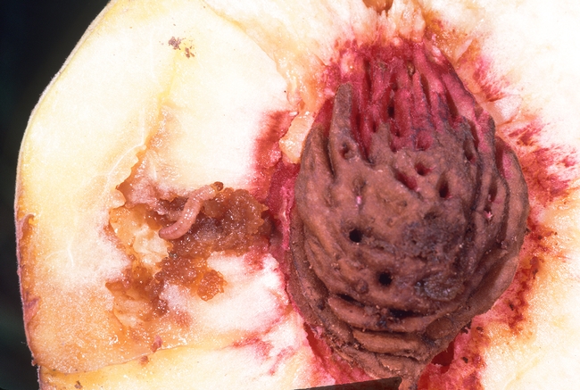 oriental fruit moth larvae damage a peach