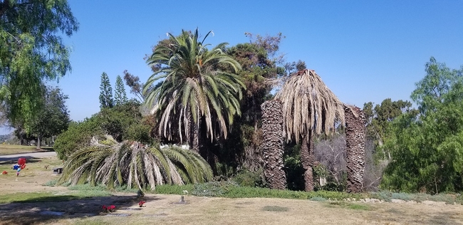 Dead palms located at Glenn Abbey in San Diego County. Photo by Mark Hoddle
