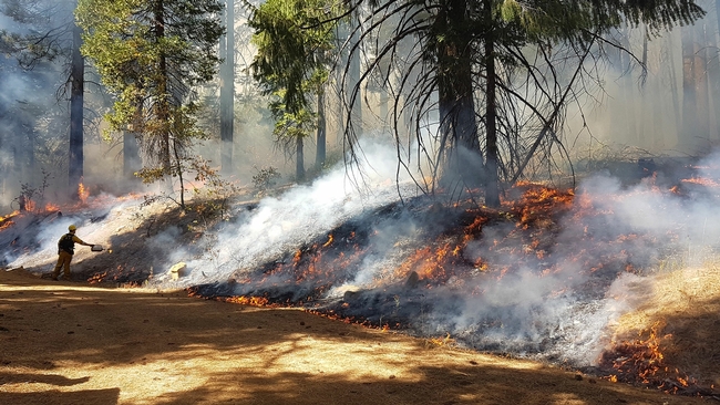 A researcher using a drip torch ignites low-growing plants for a prescribed burn